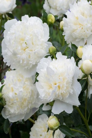 Півонії DUCHESSE DE NEMOURS
